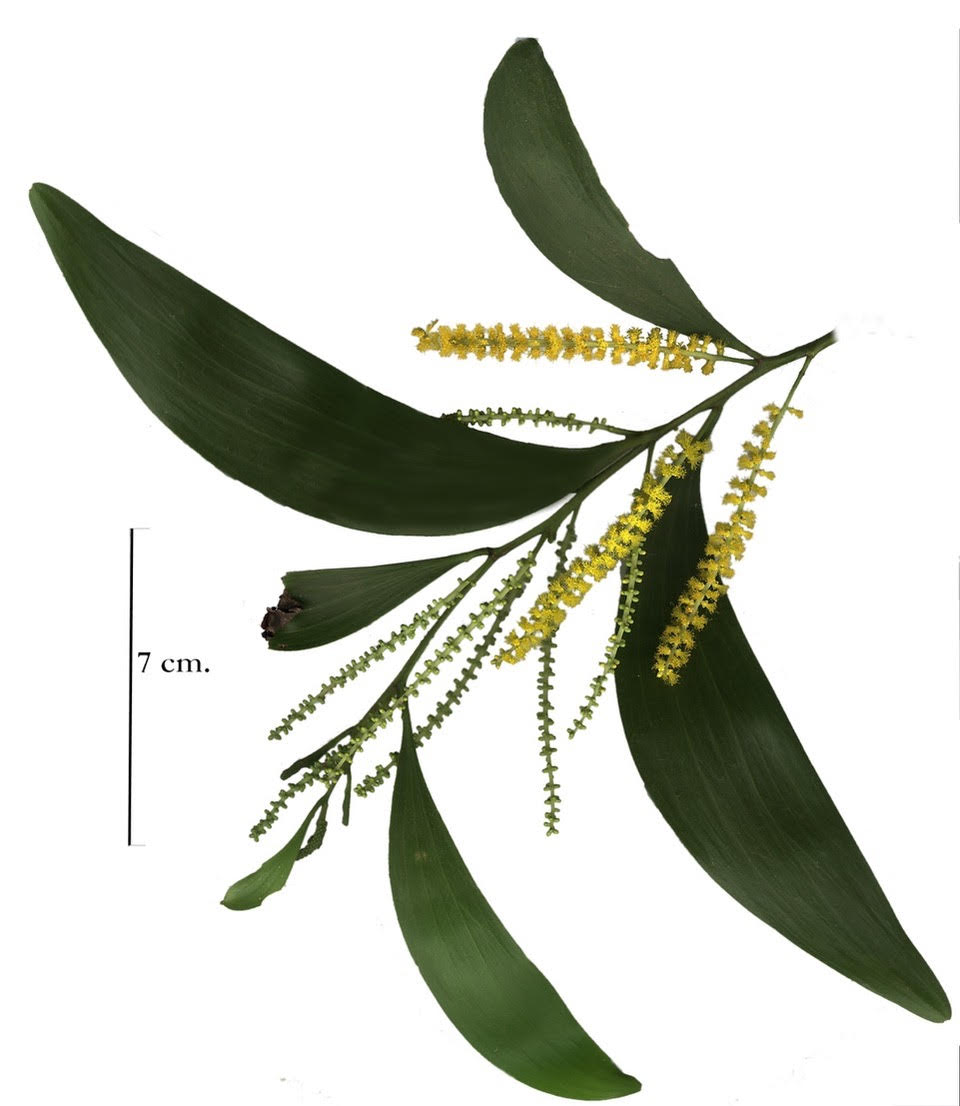 Black Wattle 2 W